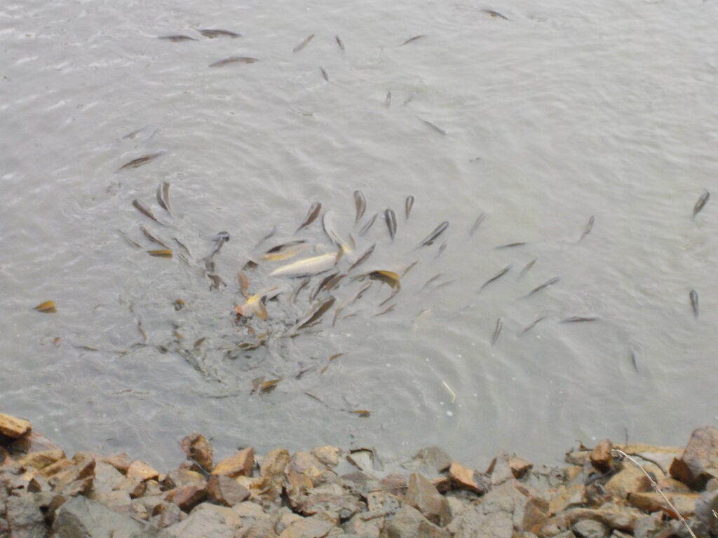 DSCN1020